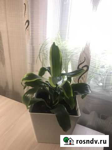 Драцена Волжский - изображение 1