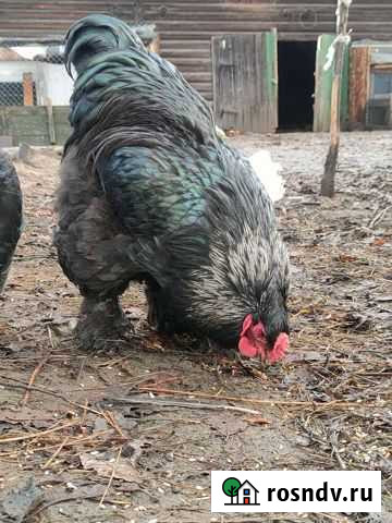 Брама Изабелла Череповец - изображение 1