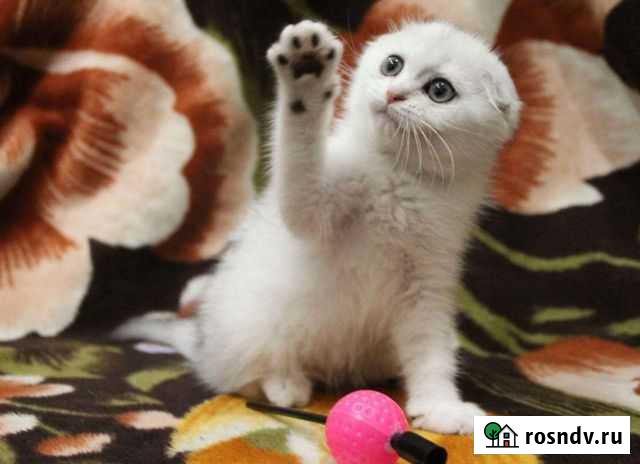 Красотка Краснодар - изображение 1