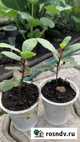 Лавровый лист Уфа - изображение 1