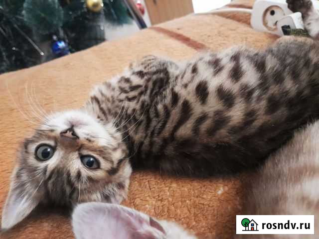 Бенгальские малыши Волгоград - изображение 1