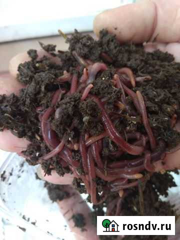 Черви для рыбалки старатель Приморско-Ахтарск - изображение 1