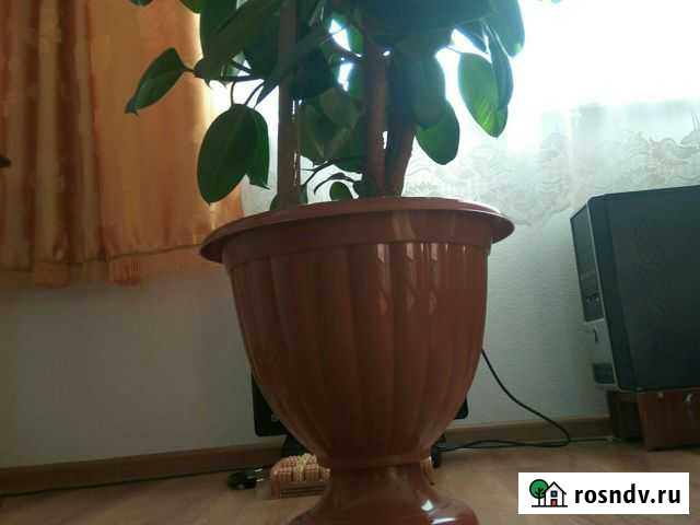 Фикус 10 лет Чита - изображение 1