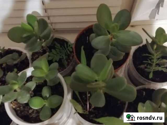 Денежное дерево (Толстянка) Чита - изображение 1