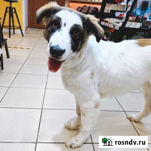 Кевин. Ищем семью Самара - изображение 1