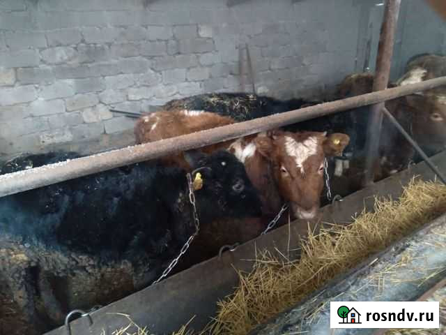 Бык Кушнаренково - изображение 1