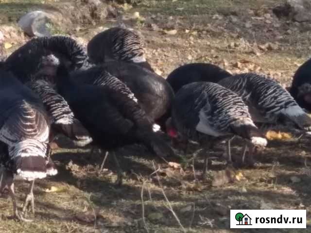 Индюки Махачкала - изображение 1