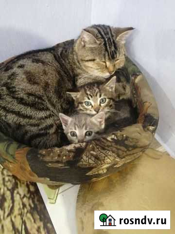 Кошка Инской - изображение 1