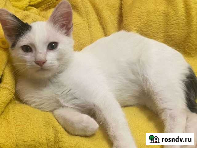 Лео котенок Набережные Челны - изображение 1