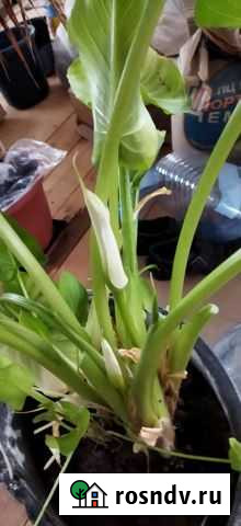 Калла Смоленск - изображение 1