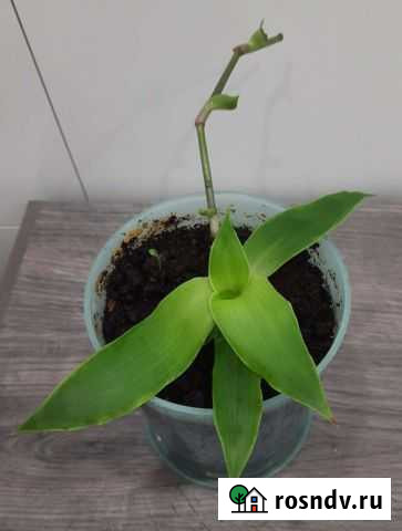 Золотой ус Балабаново - изображение 1