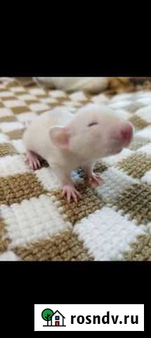 Декоративная крыса Павловск - изображение 1