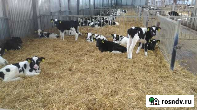 Телята бычки И телочки от месяца С доставкой Гусь-Хрустальный - изображение 1