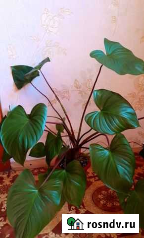 Хомаломена Володарский - изображение 1