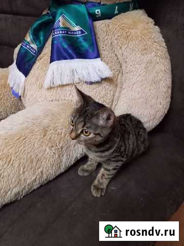 Котята в дар Стерлитамак - изображение 1