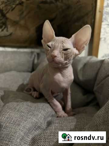 Сфинкс Оренбург - изображение 1