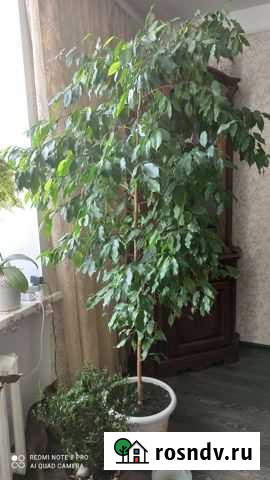 Фикус бенджамина Кемерово - изображение 1