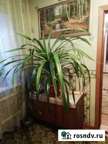 Цветок продаю Липецк - изображение 1