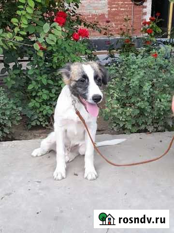 Щенок в добрые руки Романовская - изображение 1