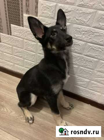 Собака в добрые руки Новосмолинский - изображение 1