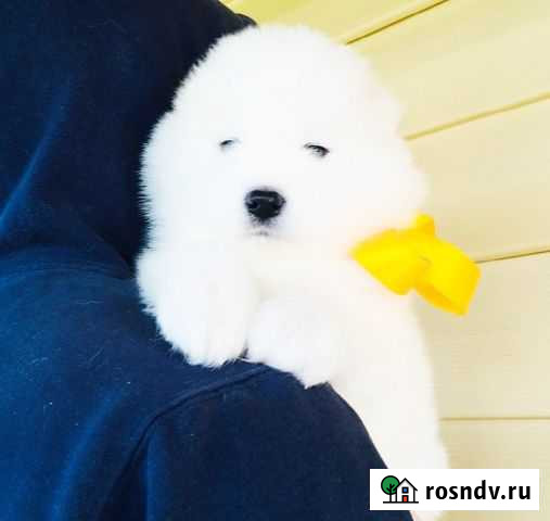 Щеночки Мишутки самоеды для Вас ) Санкт-Петербург - изображение 1