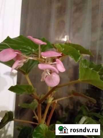 Бегония Октябрьский - изображение 1