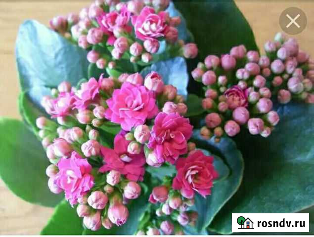 Каланхоэ Пермь - изображение 1