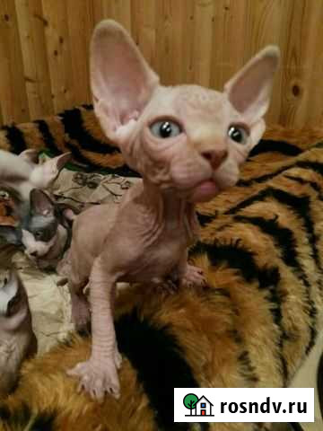 Кысик ) Санкт-Петербург - изображение 1