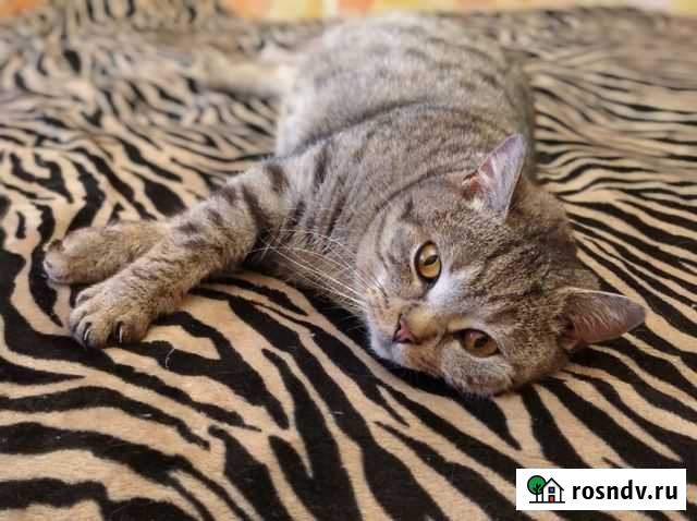 Кошечка Принцесса, отдам в добрые руки Нижний Новгород - изображение 1