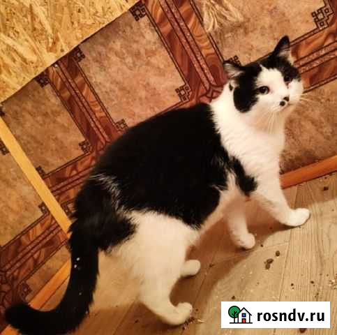 Черно-белое пушистое счастье в дом Воронеж - изображение 1