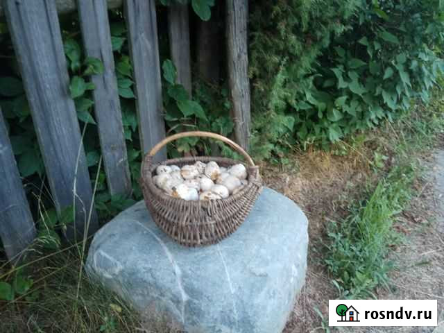 Гриб весёлка Мглин - изображение 1