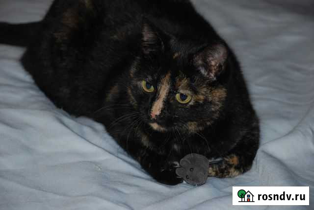 Киса в ответственные руки Калуга - изображение 1