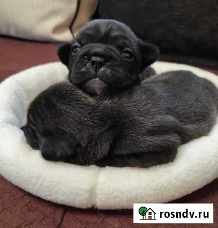 Французский бульдог Белгород - изображение 1