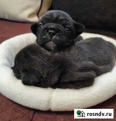 Французский бульдог Белгород - изображение 1