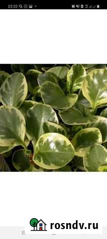 Пеперомия вариегатная Иркутск - изображение 1