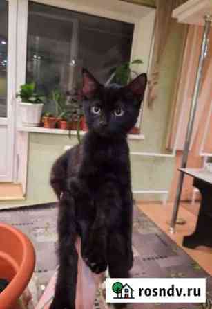 Котенок Оренбург