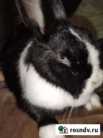 Декоративные кролики Феодосия - изображение 1