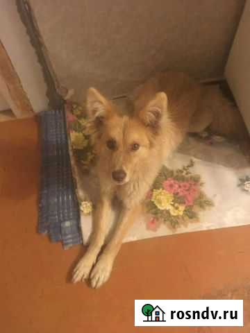 Собака в добрые руки Кемерово - изображение 1