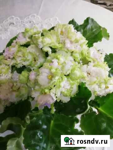 Фиалка, свежесрезанные черенки Клинцы - изображение 1