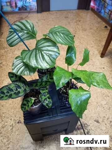 Калатеи Дружба - изображение 1