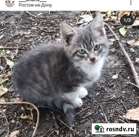 Кошка Новочеркасск - изображение 1