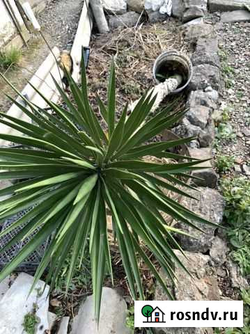 Юкка 215 см Ялта - изображение 1