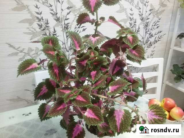 Колеус Апатиты - изображение 1