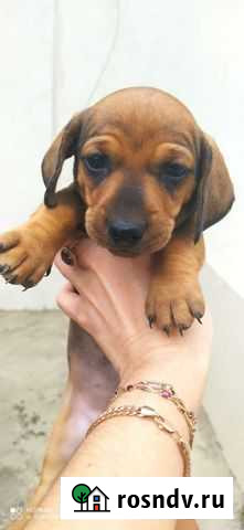 Такса мини и стандарт Севастополь - изображение 1