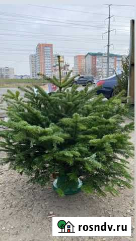 Пихта premium Краснодар - изображение 1