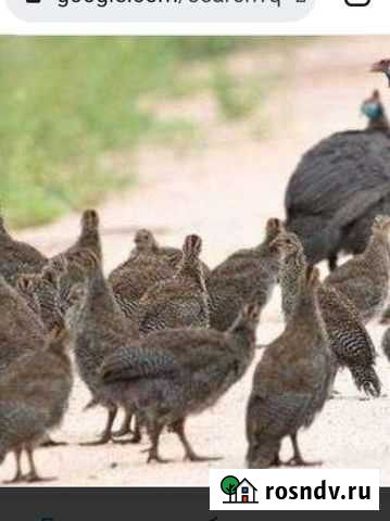 Цесарки Борисоглебск - изображение 1