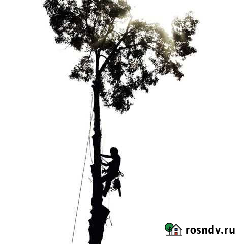 Удаление деревьев любой сложности Олонец - изображение 1