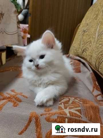 Кошка Воронеж - изображение 1