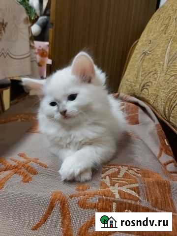 Кошка Воронеж - изображение 1