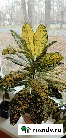 Кротон Голд Сан Новосибирск - изображение 1